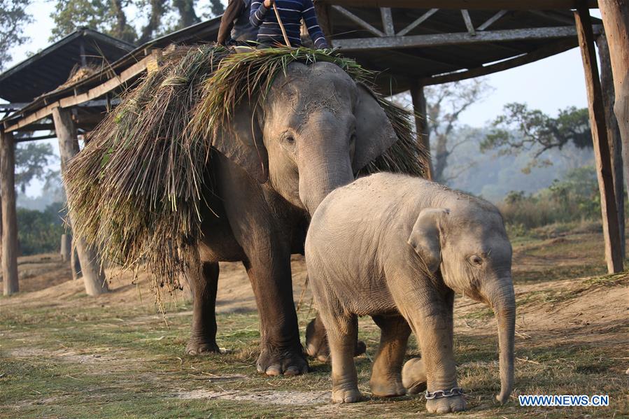 Elephant Breeding Center, Sauraha, Chitwan