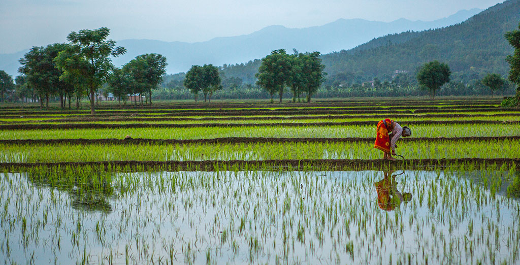 Rice Plantation festival in Nepal