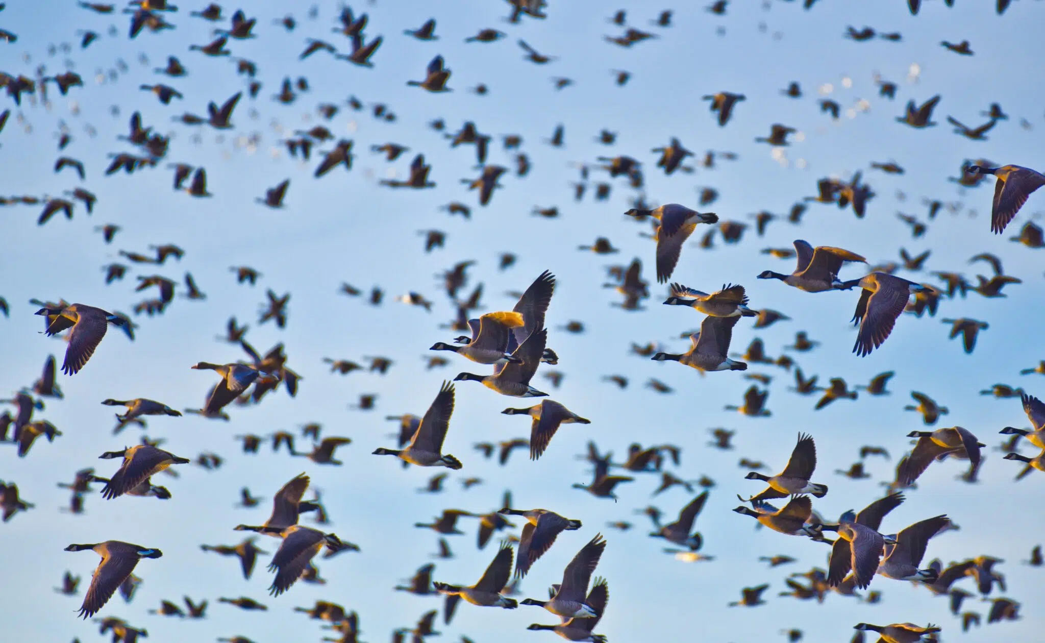 BIRD WATCHING TOUR