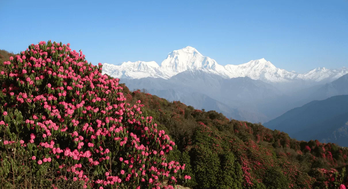 Vibrant red and pink rhododendrons blooming along Annapurna Rhododendron Trek trail with snow-capped mountain backdrop