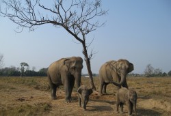 Visit Elephant breeding canter