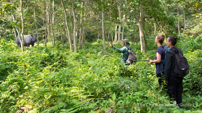 Jungle / Nature Walk at Chitwan National Park