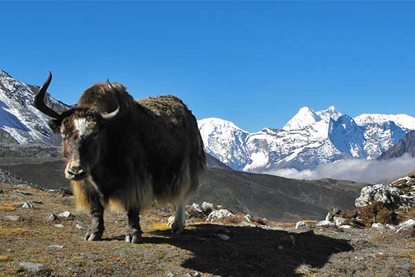 Sing Gompa to Lauirbina Yak (3920m).'