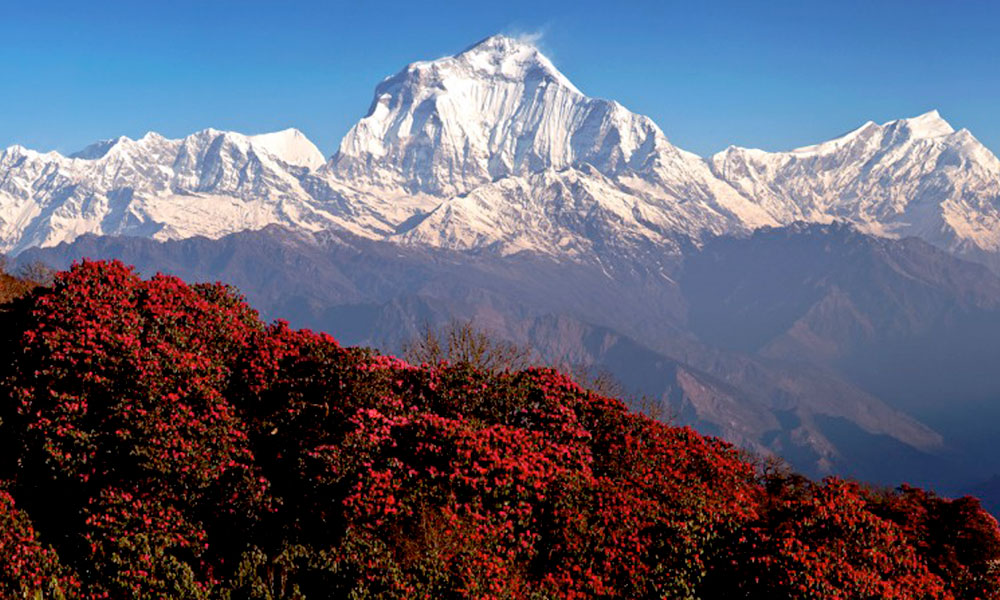 Trek to Ghorepani (2874 m / 9429 ft).'