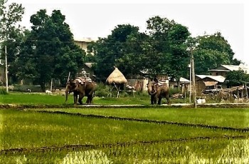 Drive KTM to Chitwan. Activities.'