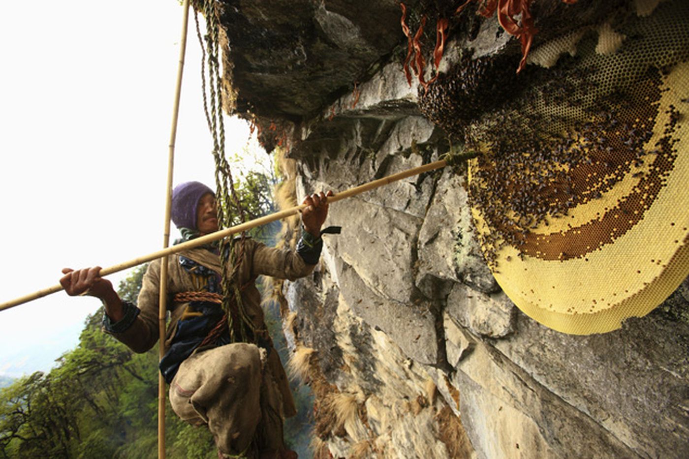 Trek to Honey hunting site. Viewing the Heart thrilling honey hunting program. Evening culture dance Program. O/n in Home stay.'