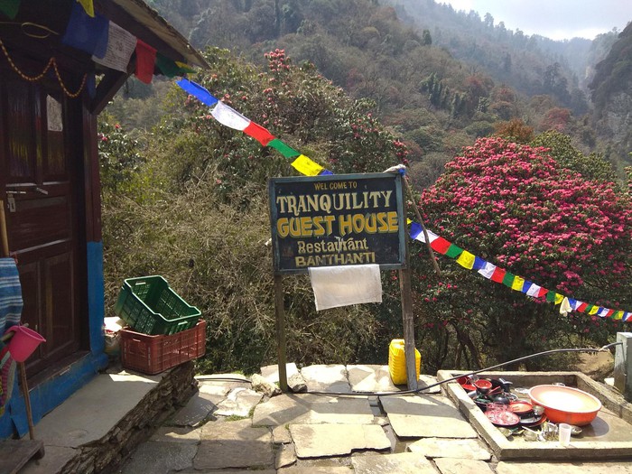 Deurali Bhanjyang to Bhaisi Kharka(2300m)'