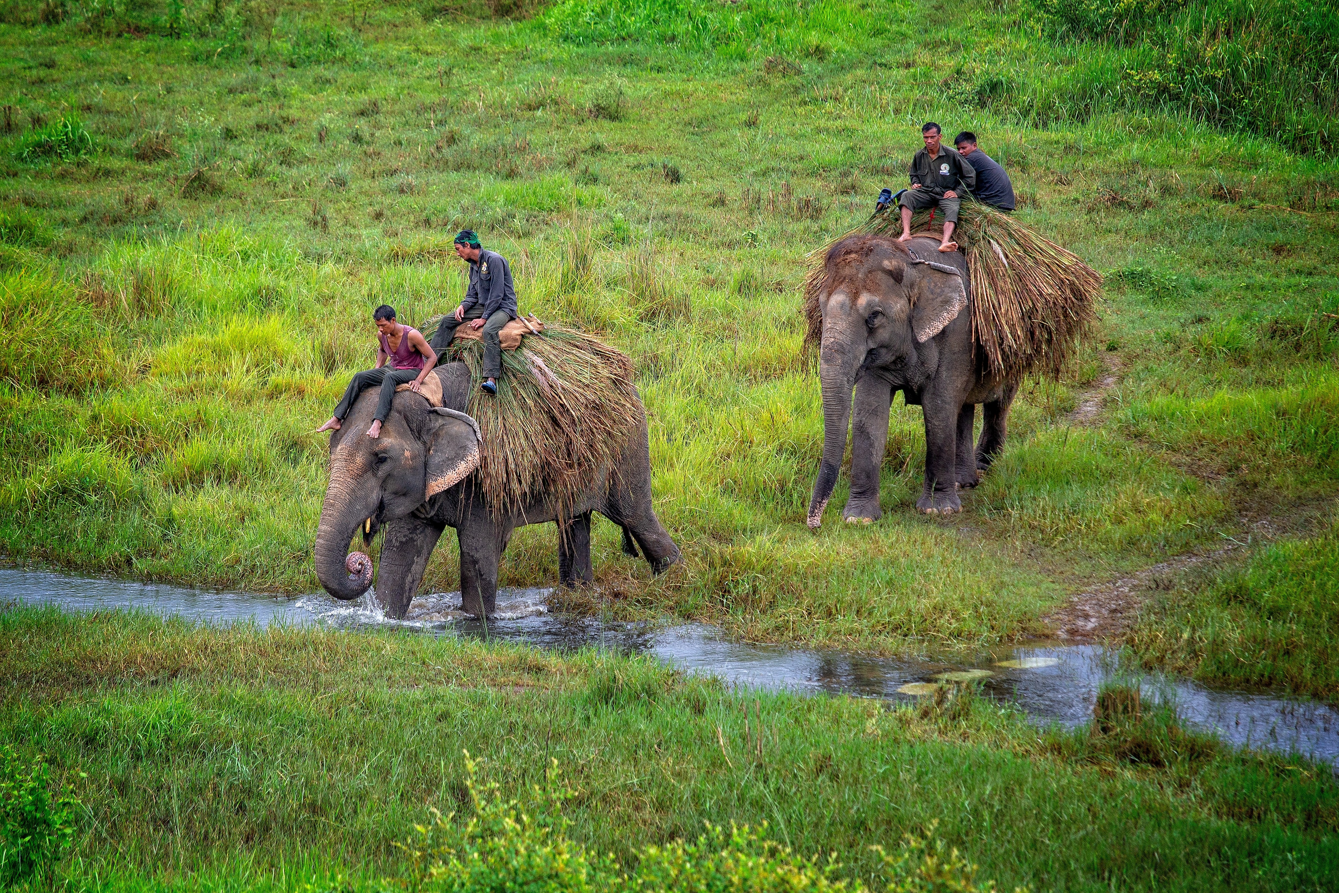 Morning Jungle Safari and fly back to Kathmandu.'