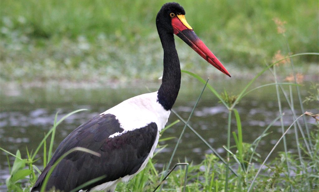 Full day jungle activities with bird watching.'