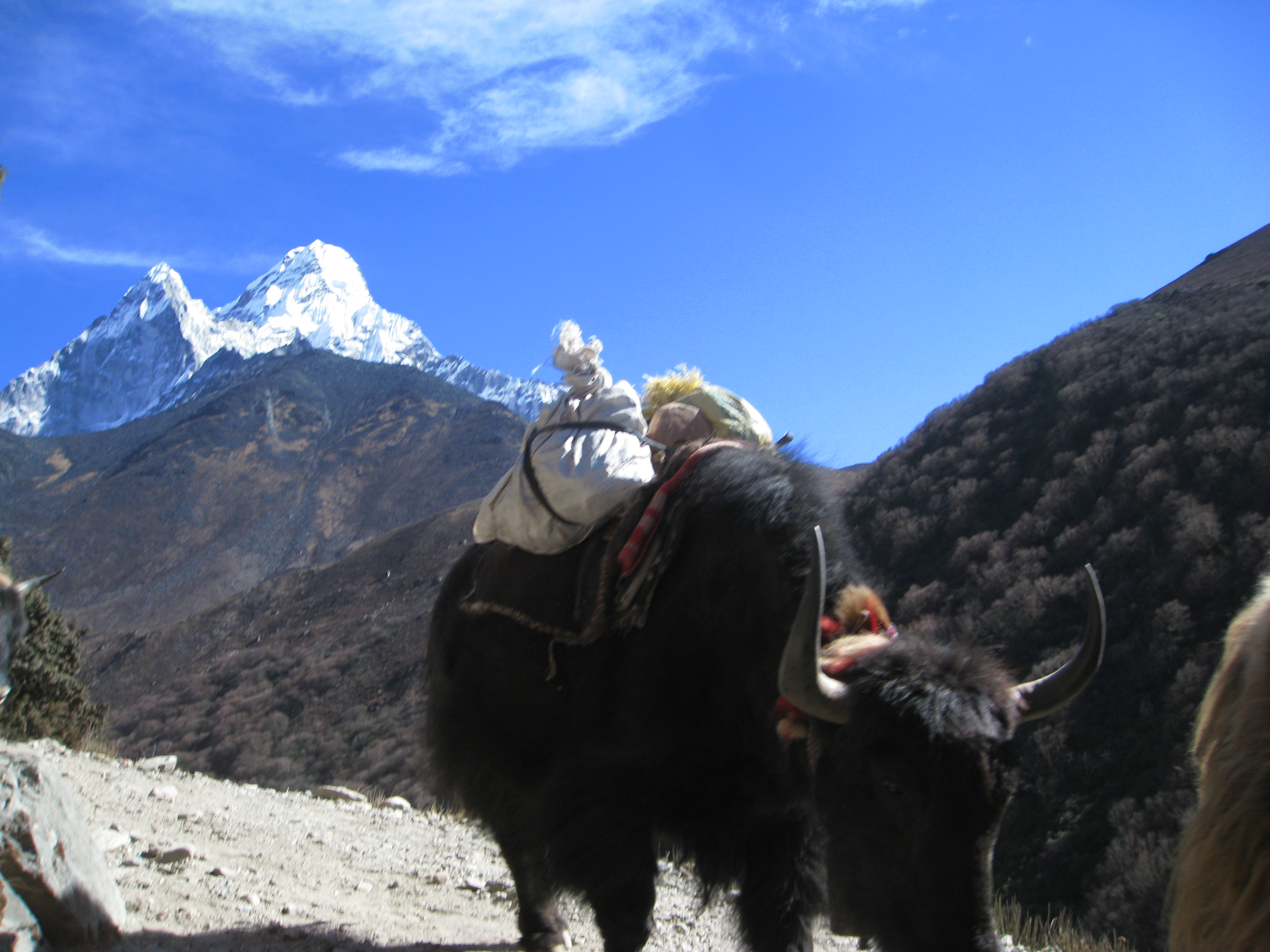  Explore Thyangboche Monastery