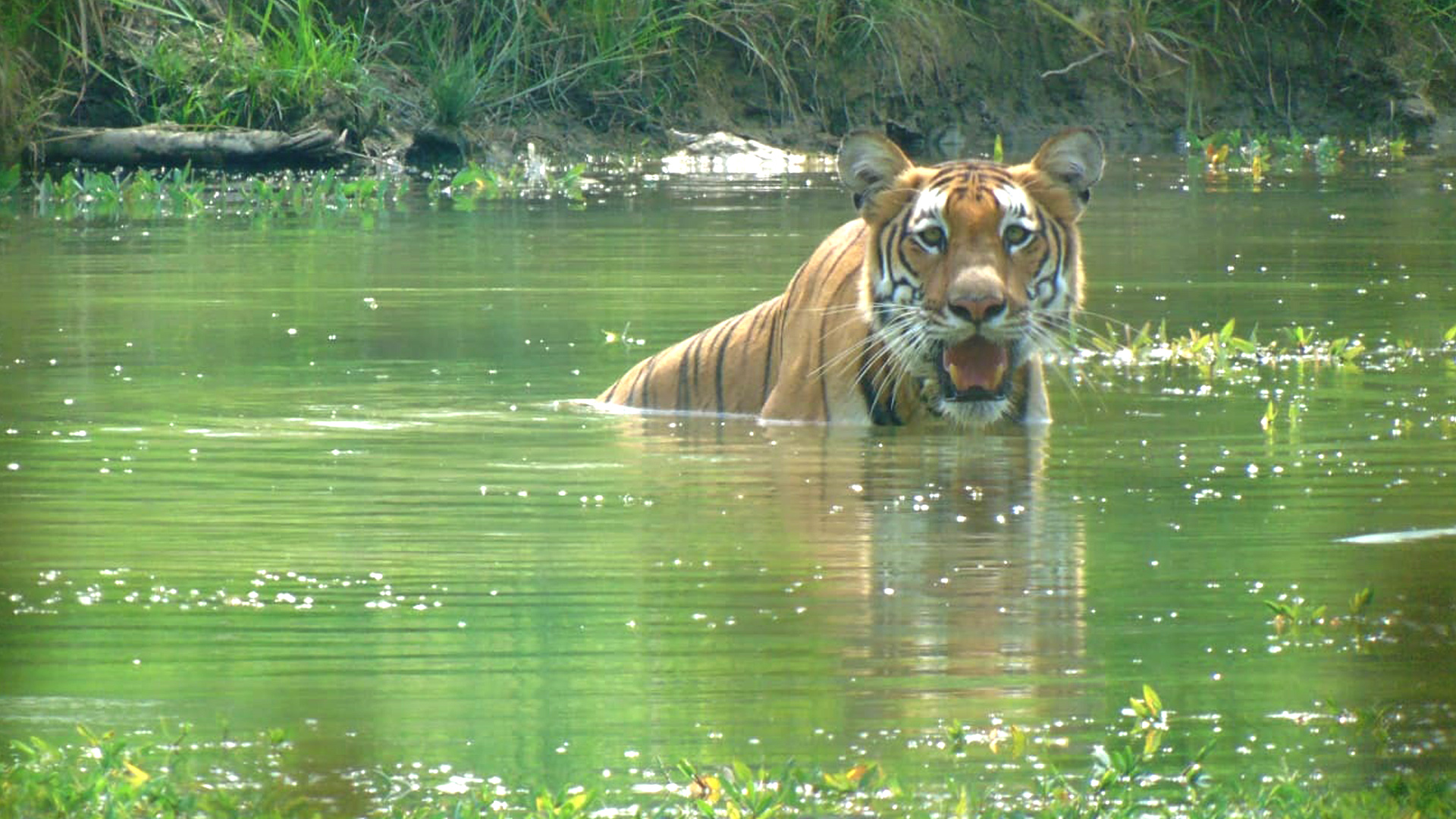 Wildlife Activities in National Park.'