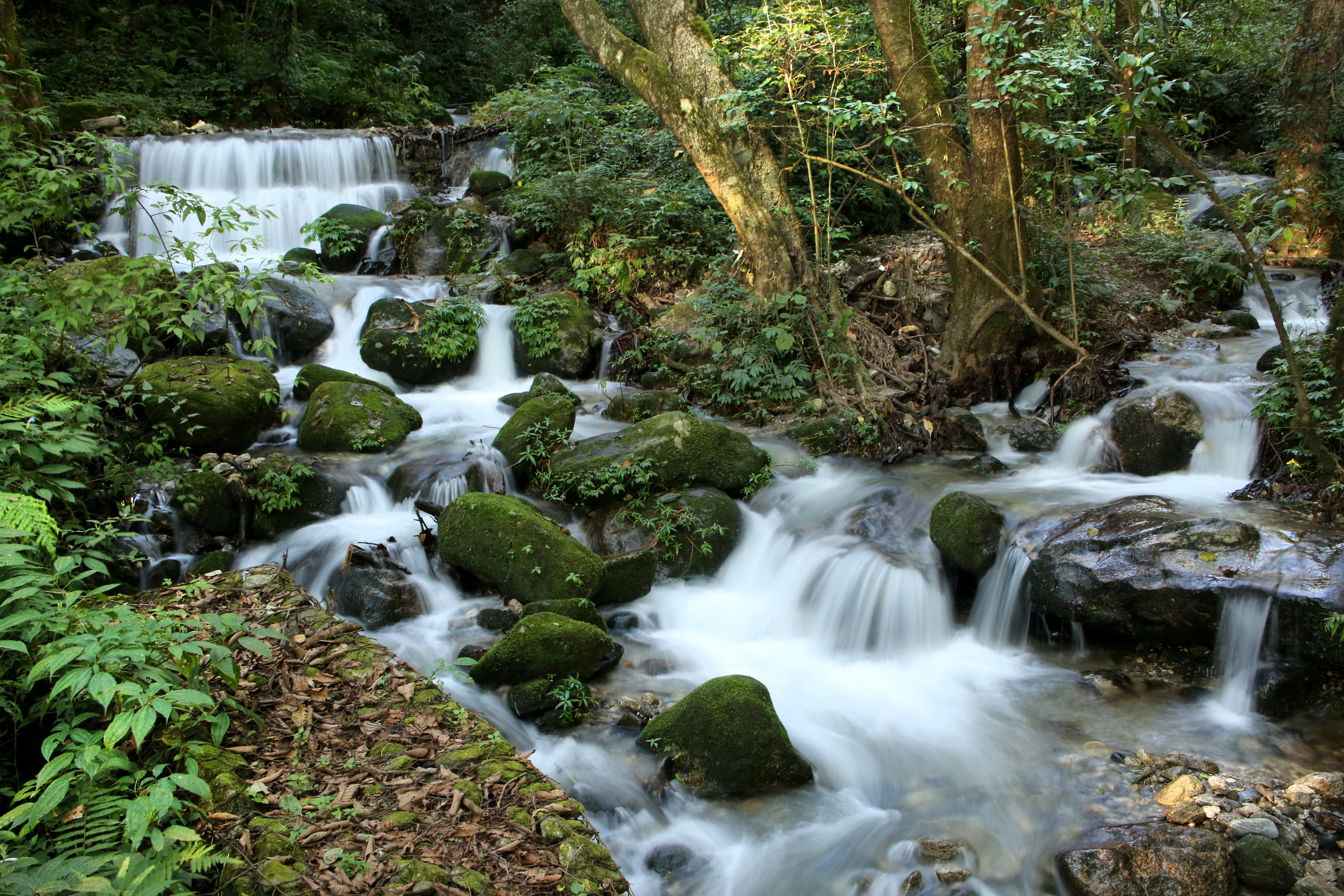 Hike and bird watch around Shivapuri.'