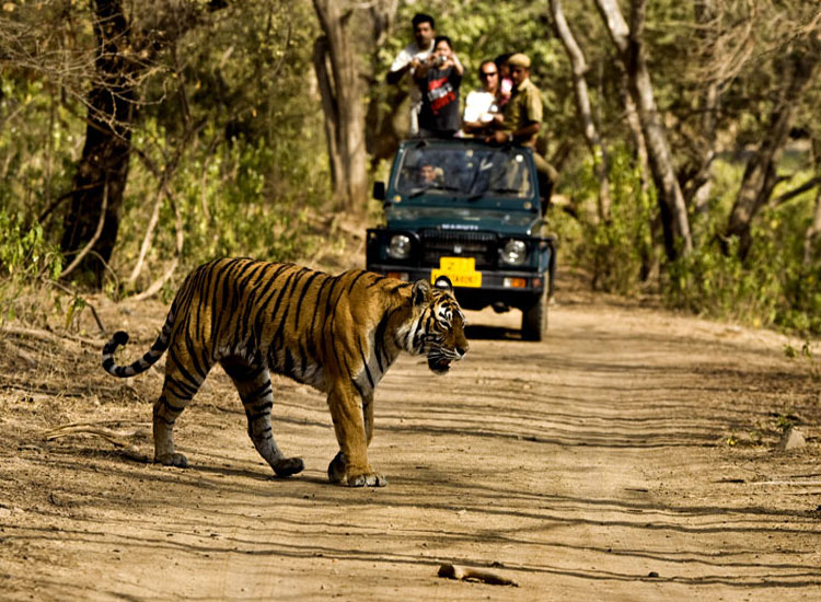 Jungle Safari in Chitwan National Park