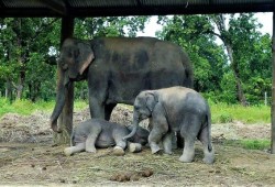 Elephant breeding center