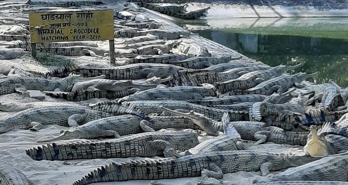 In Chitwan visit Crocodile breeding farm with other programs.'