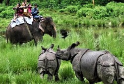 Elephant Safari