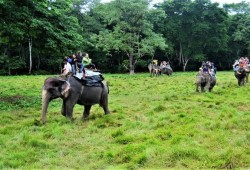 Elephant back safari