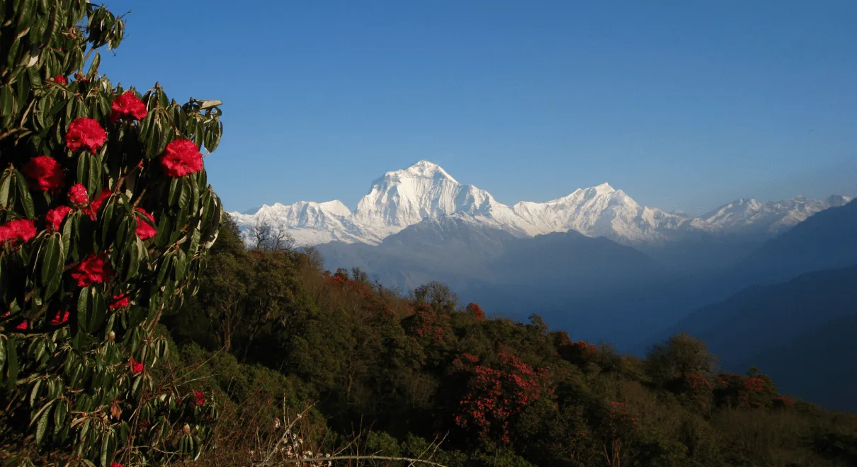 Trekkers enjoying panoramic Annapurna views during ABC Trek via Poon Hill
