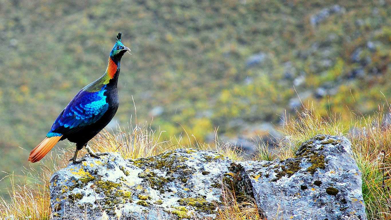 Best of Bird Watching Tour in Nepal