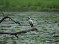 Chitwan National Park (415m) - Full day Wildlife Adventures