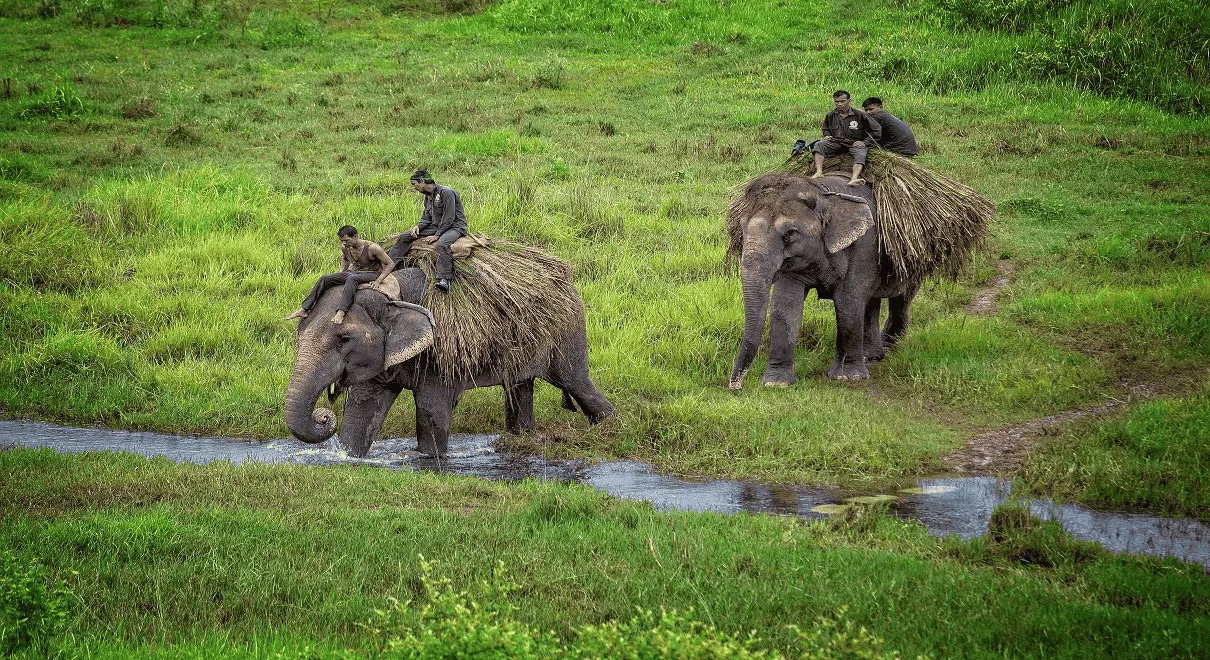 Elephant safari tour in Chitwan National Park