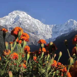 Dovan to Chomrong (2,170m)