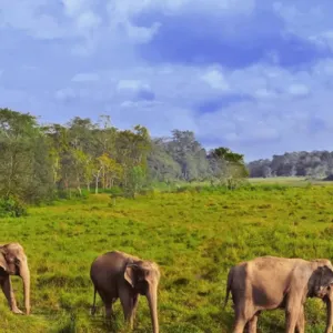 Jungle activities at Chitwan National Park.