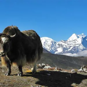 Trek from Mumbuk to Nehe Kharka (4,320m)