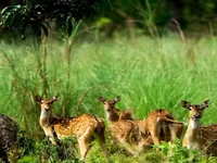 Wildlife activities in Chitwan National Park.